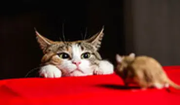 بوکس بازی دو موش برای ترساندن گربه
