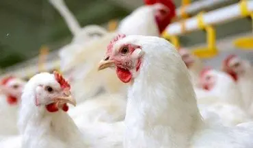  ۲۷۰۰ قطعه مرغ زنده فاقد مجوز در کامیاران کشف شد