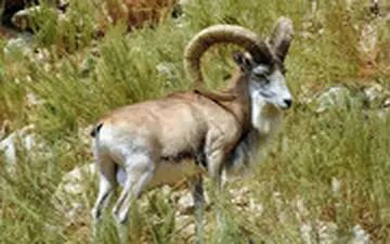 غذا دادن به قوچ‌های گرسنه در روزهای برفی شیراز