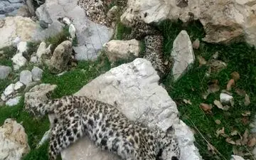 کشف لاشه پلنگ در جنگل‌های عباس‌آباد/ادامه بررسی‌ها برای یافتن علت مرگ