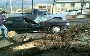 حرکت درخت ها بر اثر طوفان شدید در مشگین شهر + فیلم 