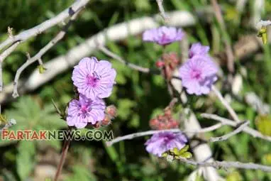 محسن عباسی‌فرد- ایرج الیاسی دالاهو