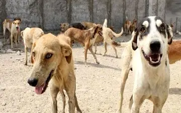 سگ‌های ولگرد 2 مرد بانه ای را دریدند