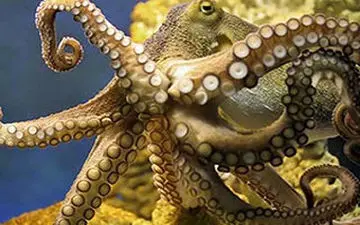 ویدیو/ حمله اختاپوس عصبانی به دختر جوان/ فیلم‌بردار به جای کمک فیلم گرفت!