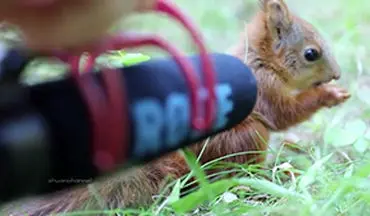 صدای ضبط شده از سنجاب هنگام غذا خوردن