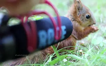 صدای ضبط شده از سنجاب هنگام غذا خوردن