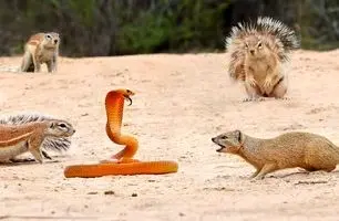 ببینید؛ نبرد شجاعانه سنجاب با مار کبرا برای نجات توله‌هایش!