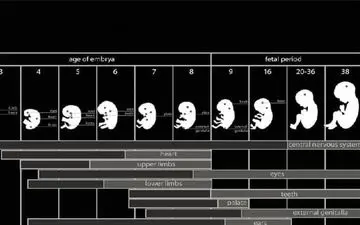 مادران باردار می‌توانند روزه بگیرند؟

