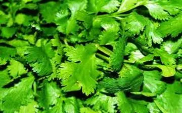 از درمان زخم معده تا آبله مرغان!/باخواص مفید گیاه «رشکک»شنا شوید