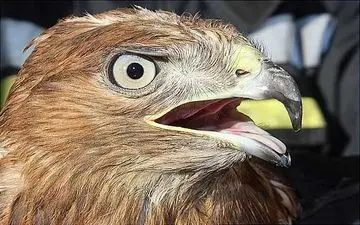 نگرانی شهروندان تهرانی پایان یافت/عقاب عصبانی به دام افتاد +عکس 