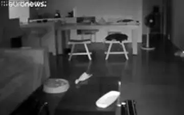 واکنش گربه‌ها به زلزله ۶ ریشتری