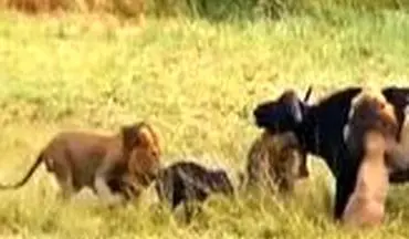ویدیو/ حمله بی‌رحمانه سه شیرنر به یک بوفالو پس از زایمان 