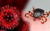 افزایش مبتلایانِ تب کریمه کنگو در کشور؛ ۲ نفر جان باختند/روش های انتقال این بیماری 