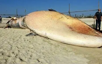 عکس / فاجعه دیگر در خلیج فارس 