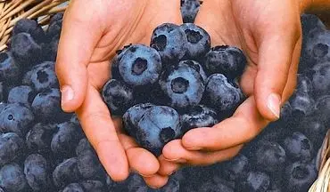 کاهش خطر ابتلا به آلزایمر با مصرف روزانه این میوه!