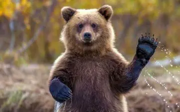 تلاش یک زوج برای کمک به یک خرس