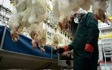 بیماری آنفلوانزای فوق حاد پرندگان به ۱۱ استان گسترش یافت 