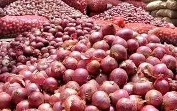 قیمت جدید پیاز در هفته آینده / پیاز بندرعباس تهرانی را نجات می دهد!