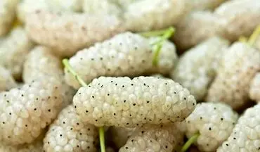 خواص شگفت‌انگیز توت سفید/ چرا باید آن را در رژیم غذایی خود داشته باشید؟