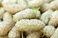 خواص شگفت‌انگیز توت سفید/ چرا باید آن را در رژیم غذایی خود داشته باشید؟