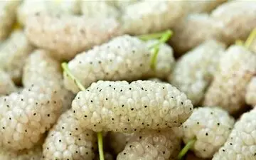 خواص شگفت‌انگیز توت سفید/ چرا باید آن را در رژیم غذایی خود داشته باشید؟