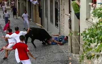 لحظه حمله گاو به تماشاگر جوان+فیلم