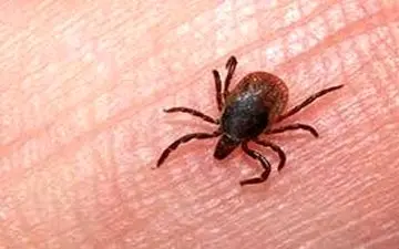 ۲۸ نفر به تب کریمه کنگو مبتلا شدند