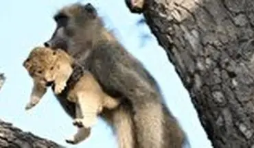 اقدام باورنکردنی میمون پس از دزدیدن توله شیر! 