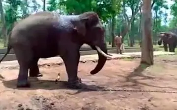 کار زیادی که فیل بیچاره را از پا درآورد