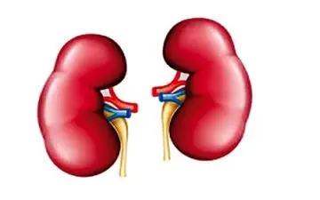 مواردی که خطر ابتلا به سرطان کلیه را افزایش می‌دهند! 