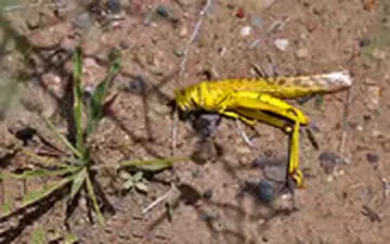  آخرین وضعیت حمله ملخ‌های به جنوب کشور