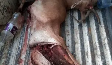 انهدام باند مخوف شکار و قاچاق حیات وحش فارس