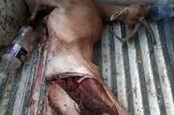 انهدام باند مخوف شکار و قاچاق حیات وحش فارس