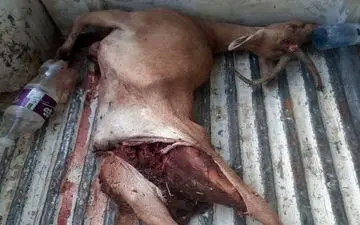 انهدام باند مخوف شکار و قاچاق حیات وحش فارس