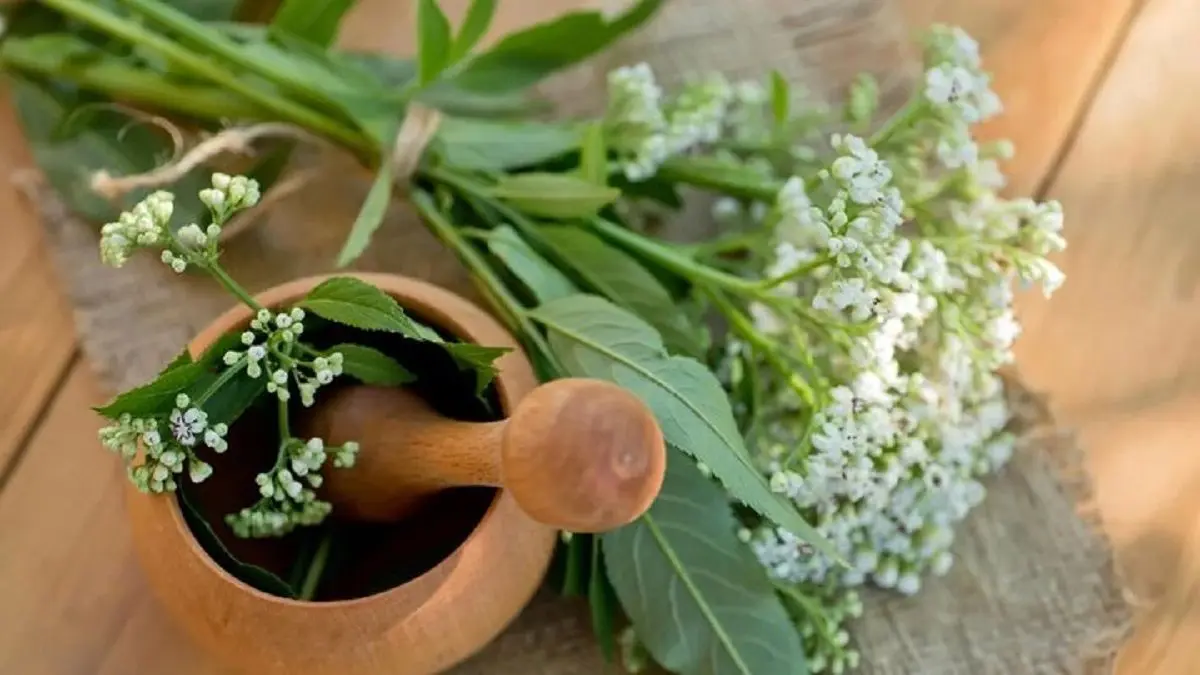 داروی گیاهی موثر برای کاهش اضطراب و تپش قلب