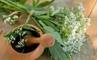 داروی گیاهی موثر برای کاهش اضطراب و تپش قلب