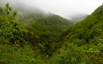 مهمان ناخوانده ای که آفت جان درختان شمال است+فیلم