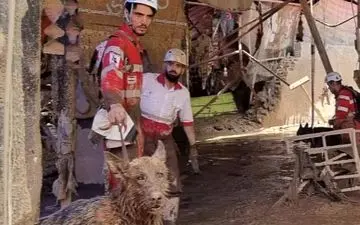 جستجوی مفقودین سیل تهران با کمک سگ‌های زنده یاب 