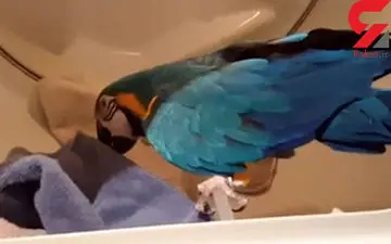 طوطی که مانند یک زن خانه دار کار می کند!+فیلم 