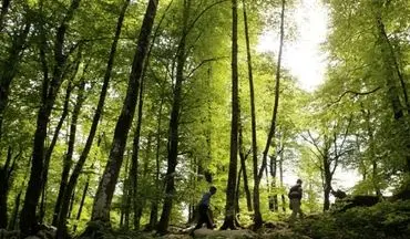 آماده شدن 118 پارک‌ جنگلی شمال کشور برای روز طبیعت