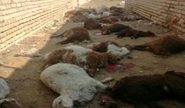 حمله گرگ‌ها به گله گوسفندان روستای "دارین" + فیلم 