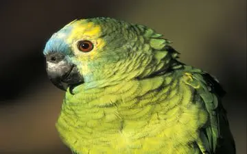 طوطی که حد خود را می‌داند! +فیلم