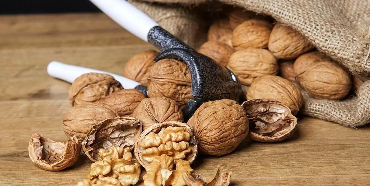   خاصیتی از گردو که شما را شوکه می‌کند/ کمتر کسی آن را می‌داند 