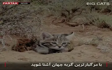 گربه ملوس؛ مرگبارترین گربه جهان را بشناسید + فیلم