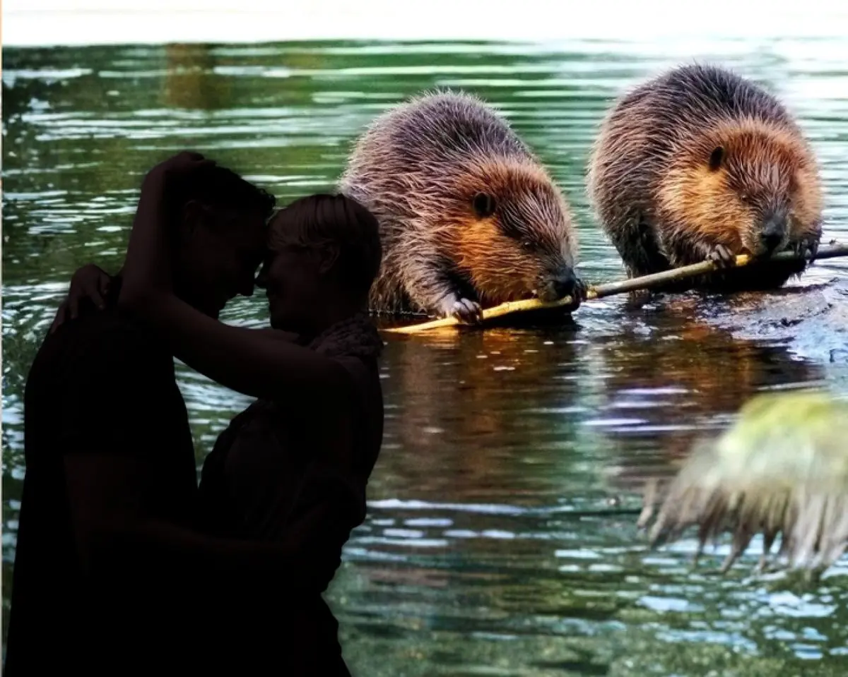 انسان‌ها چقدر وفادارند؟ مقایسه‌ تک‌همسری انسان با حیوانات