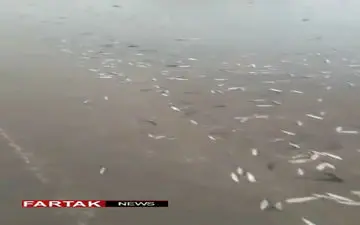 بارش ماهی از آسمان گلپایگان! + فیلم
