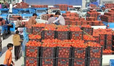  قیمت گوجه فرنگی به ۶ هزارتومان رسید