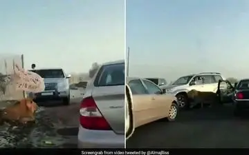 وحشت رانندگان از پرسه شیر سرگردان در جاده! +فیلم