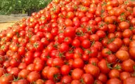 کاهش قیمت گوجه فرنگی در بازار