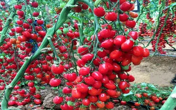 گوجه فرنگی ارزان نشد/ گوجه فرنگی زیتونی 95 هزار تومان 